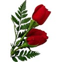 Red_Roses