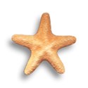 starfish (1)