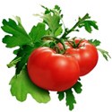 organic_tomatoes