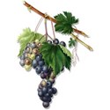grape cluster 05