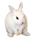 bunny white right