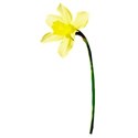 daffodil 01