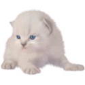 kitten blue 02