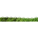 csb_familytree-grass