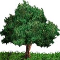 csb_familytree-tree+grass