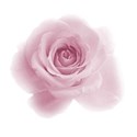 pink rose 3 transparent