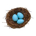 eggs in nest .1
