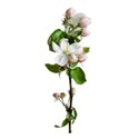 apple blossom 01