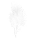 feather