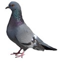 Pigeon 01