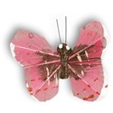 MLIVA_eggster-butterfly1