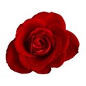 Red_Rose