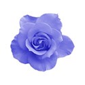 roseblue