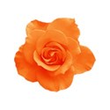 roseorange