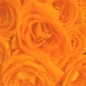orange rose paper