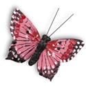 MLIVA_eggster-butterfly2