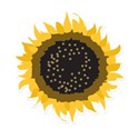 DZ_BB_sunflower