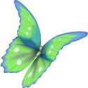 butterfly 5