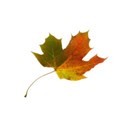 DZ_YIP_Sept_fall_leaf