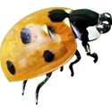 ladybeetle