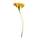 flower marigold 2