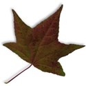 MLIVA_fallish-leaf9