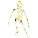 halloween skeleton standing