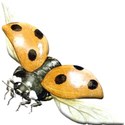 flying bug 2