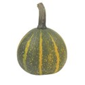 green_squash_2