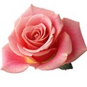 Pink rose No stem
