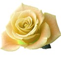 Pale Yellow rose