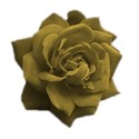 rich gold rose