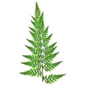 fern 01