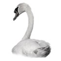 swan