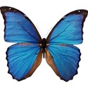 blue butterfly