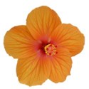 tropical bloom orange