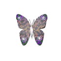 glass butterfly 3