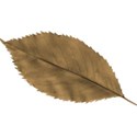 leaf_APD_SS-10