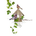 cluster bird house vines 1