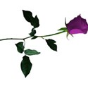 rose 5 purple