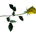 rose 5 yellow