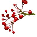 berries_cu50.1
