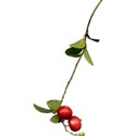 Berry Branch 02