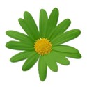 daisygreen