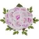 bunch roses pink lilac