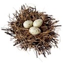 nest eggs 02