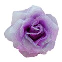 lilac rose