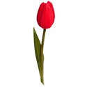 tulip red