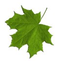 autumn leaf copy
