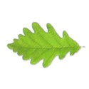 name leaf